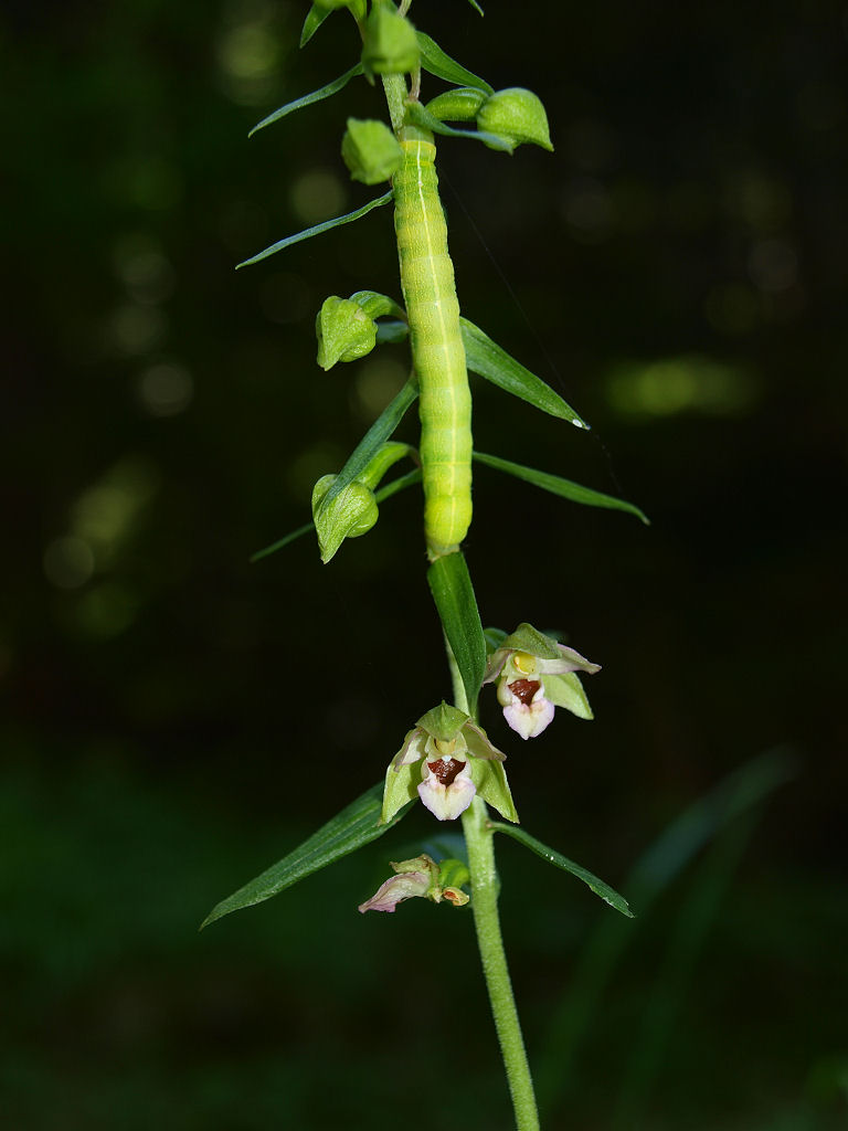 Epipactis con bruco (helleborine?)